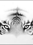 pic for tiger eyes